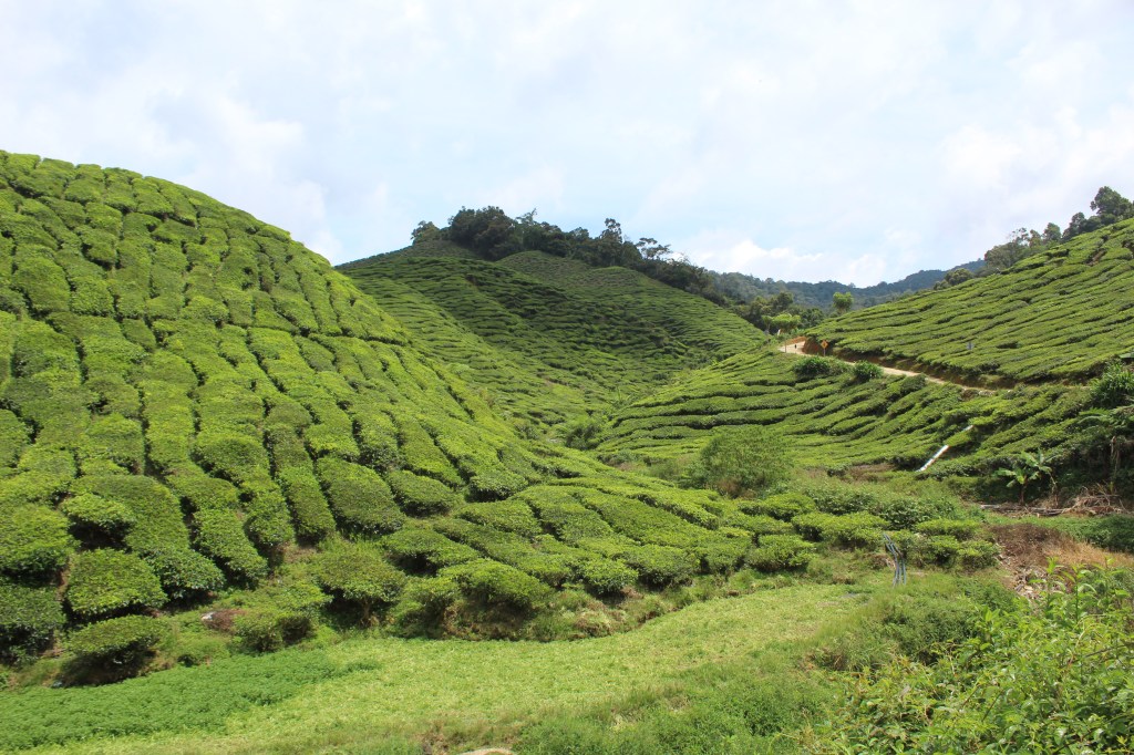 Genting Highlands & Cameron Highlands&nbsp;(MYS)